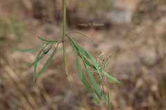 Dendrophthoe falcata